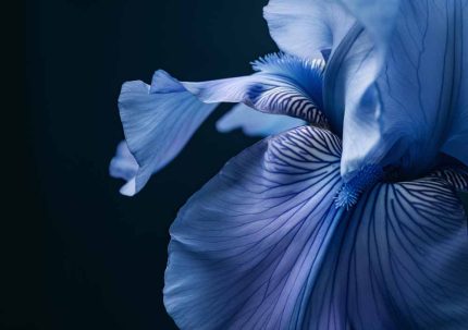 Floral Botanical Flower Print Wall Art Poster