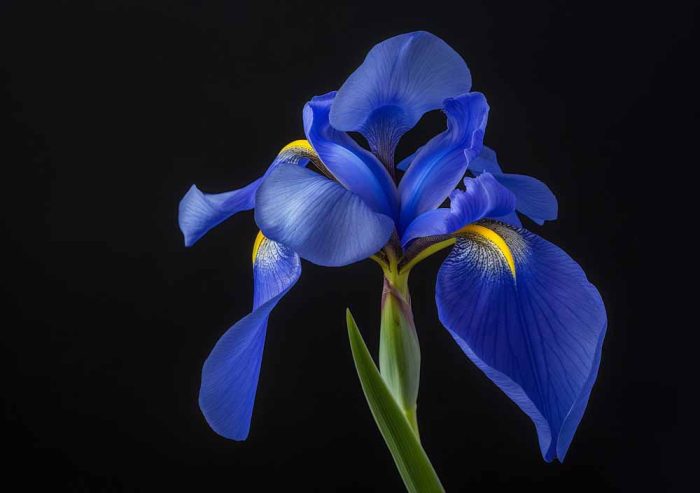 Floral Botanical Flower Print Wall Art Poster - Image 1