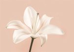 Floral Botanical Flower Print Wall Art Poster