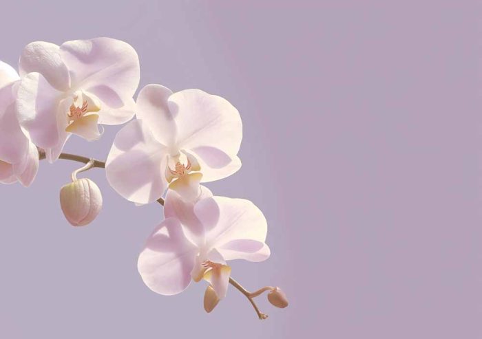 Floral Botanical Flower Print Wall Art Poster - Image 1