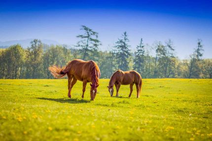 Chestnut Horses in Harmony – Wildlife Photography Commercial Use Digital Downloadable Image