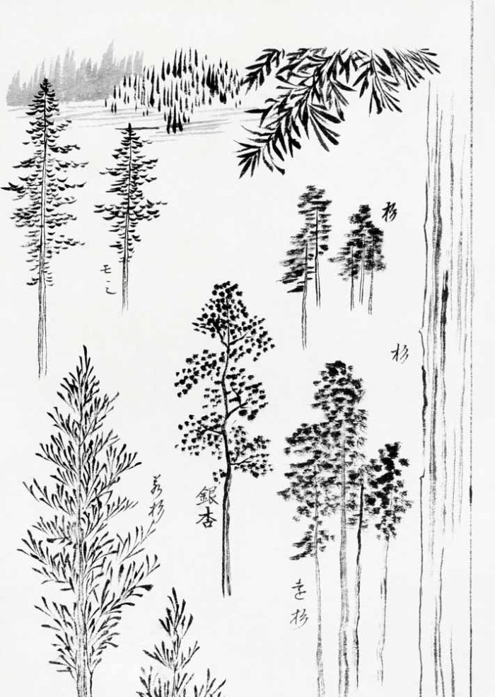 Hokusai Tree Studies: Ink Wash Drawings of Pines and Foliage Printed Poster - Image 1