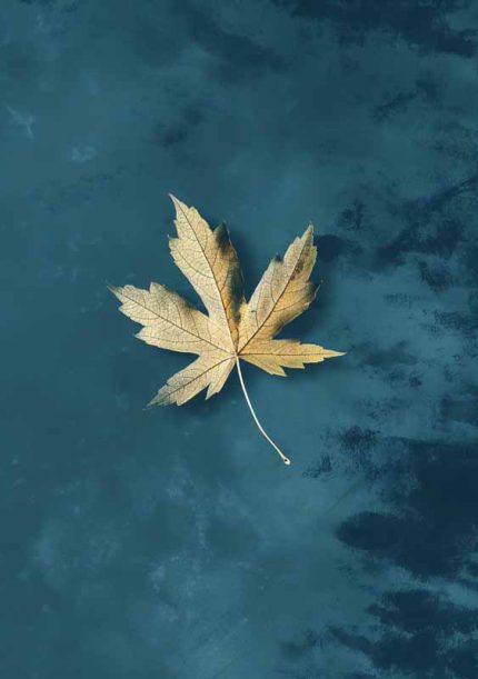Leaf Wall Art Metal Aluminum Print