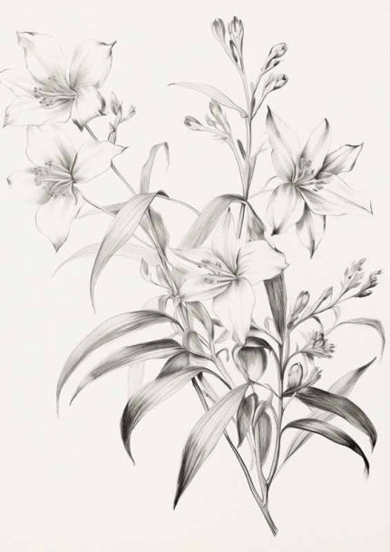 Stunning Oriental Lily Pencil Sketch | Botanical Wall Art Neutral Toned Lily Flower Drawing | Minimalist Botanical Art Neutral Theme Vintage Posters Wall Art Poster