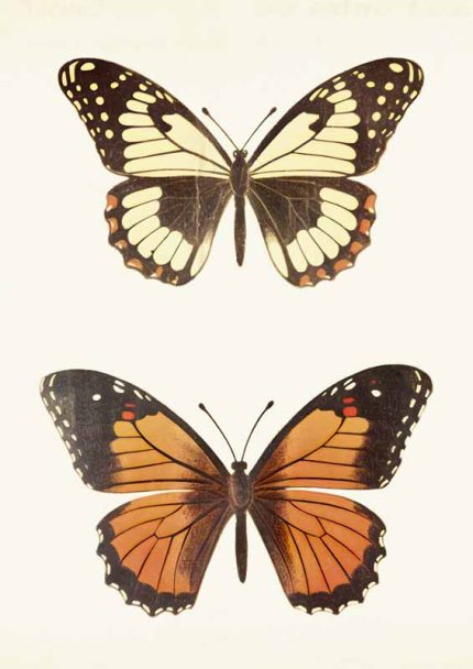 Vintage Butterfly Illustrations | Butterfly Art Print Neutral Theme Vintage Posters Wall Art Poster