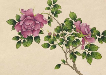 Rose 18th Century Zhang Ruoai Chinese Print Wall Art Poster