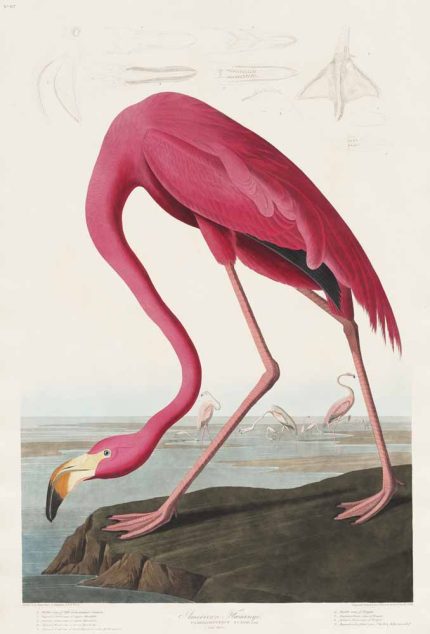 Audubon American Flamingo Art Print, Birds of America Plate, Vintage Bird Illustration Poster Wall Art Aluminum Print