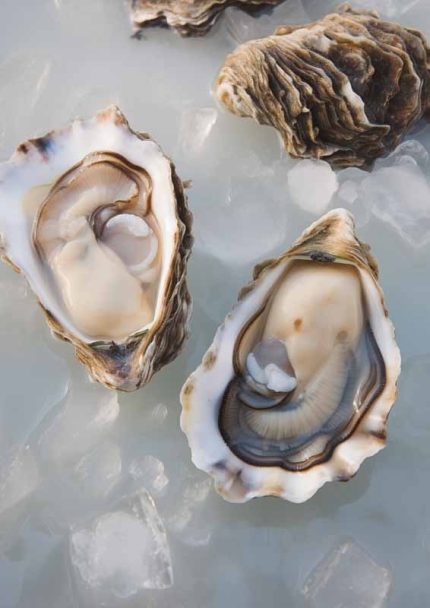 Fresh Oysters on Ice: Seafood Still Life Eclectic Trendy Colorful Wall Art Poster