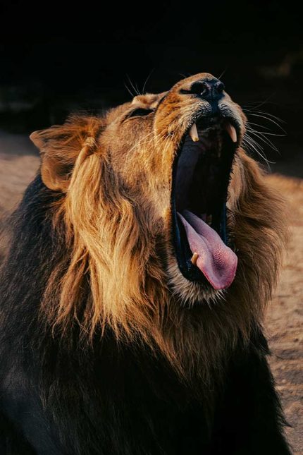Majestic Lion Yawning Portrait – Wildlife Photography Commercial Use Digital Downloadable Image
